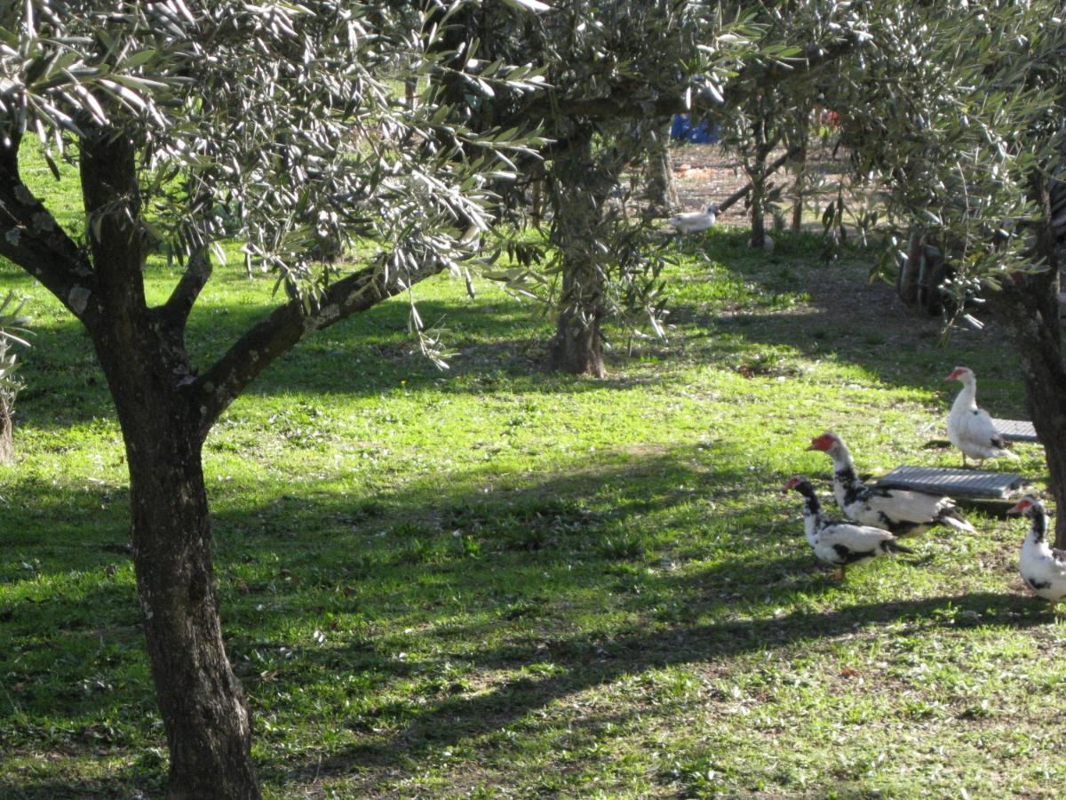 Quinta Souto Da Ordem - House Villa Castelo Novo Kültér fotó